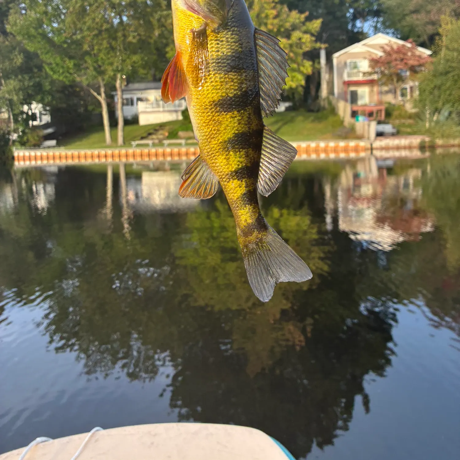 Yellow perch caught on Fishbrain