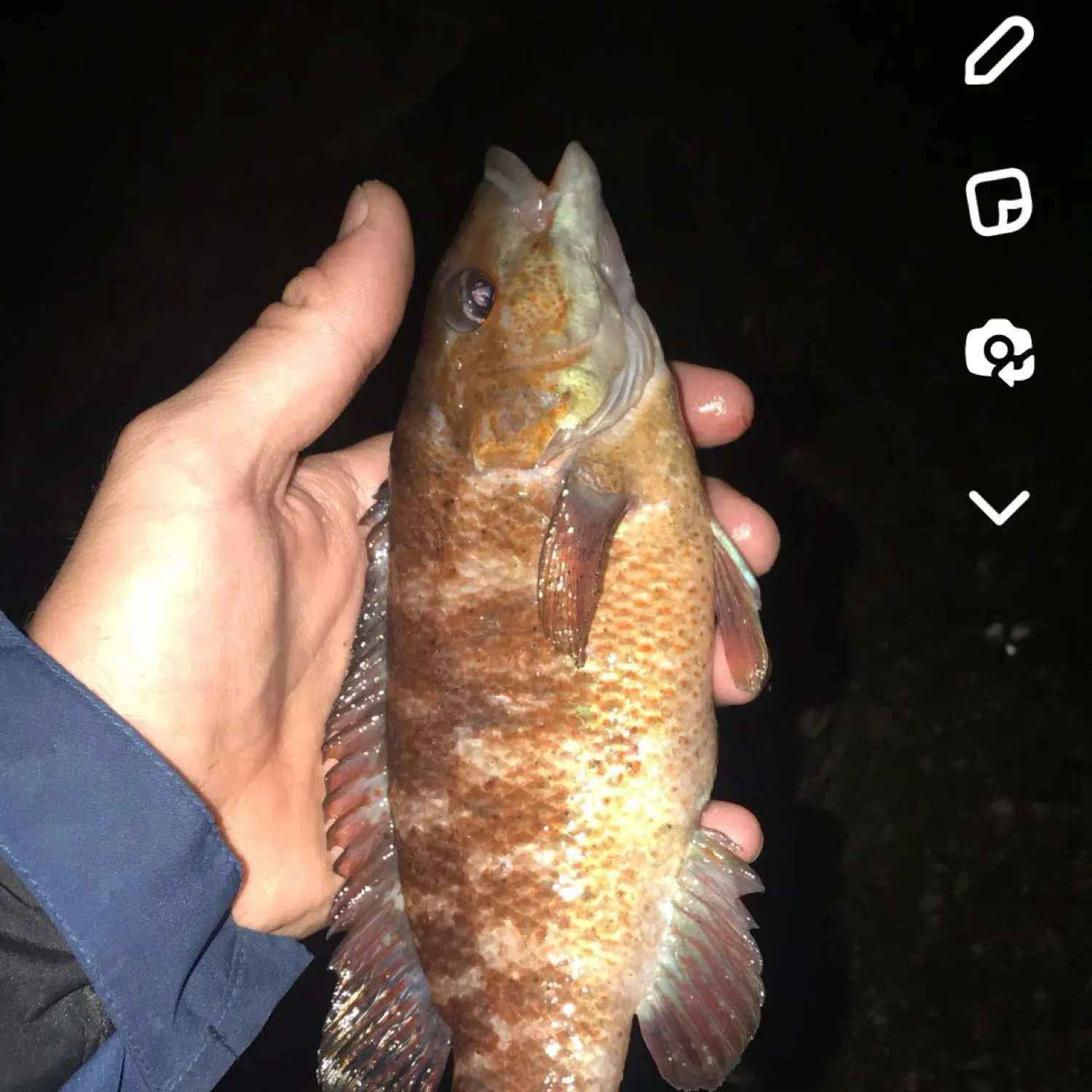 recently logged catches