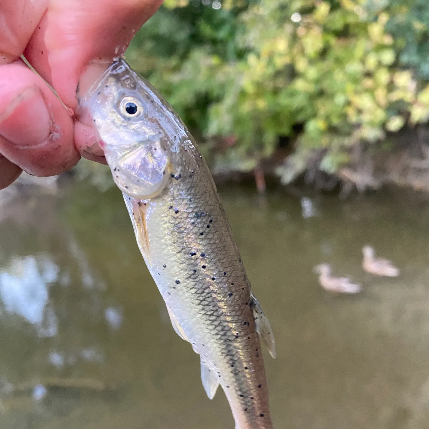 Fish caught on Fishbrain