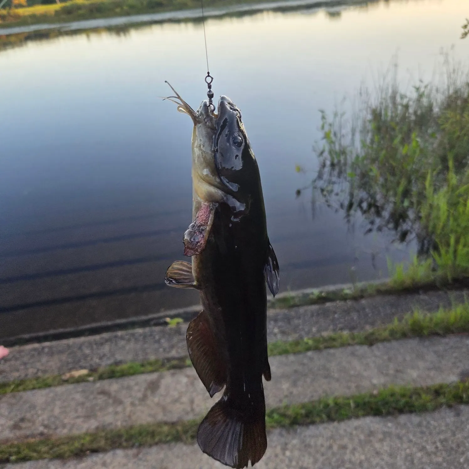 Black bullhead caught on Fishbrain