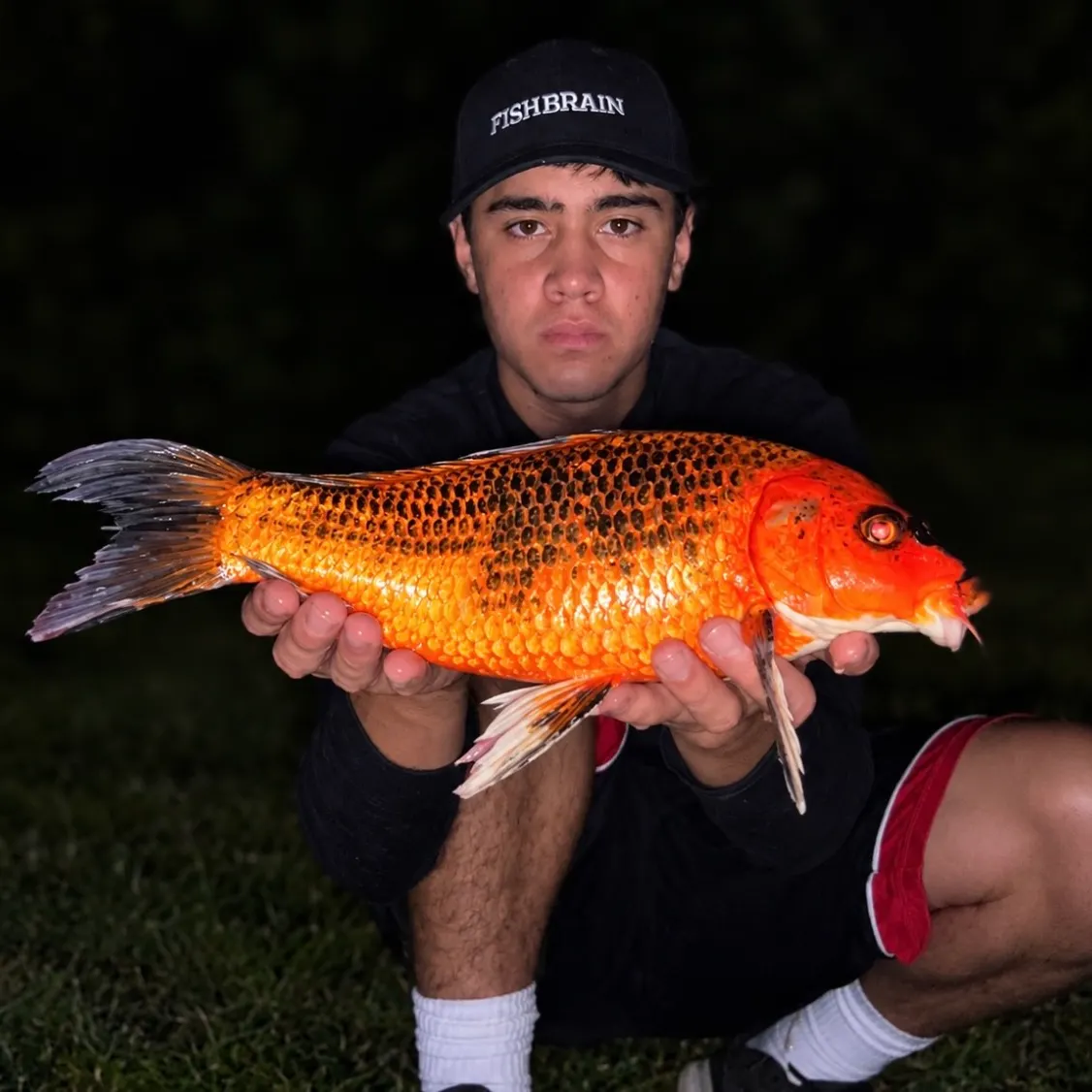 The most recent Koi carp catches on Fishbrain