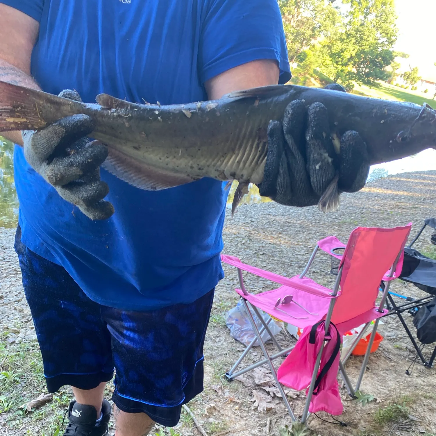 Channel catfish caught on Fishbrain