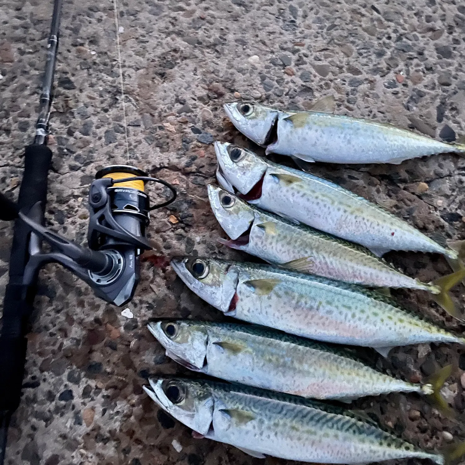 recently logged catches