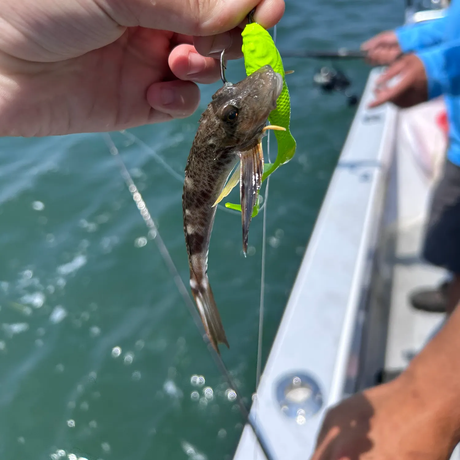 The most recent Striped searobin catches on Fishbrain
