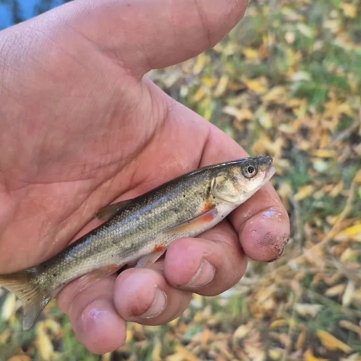 Rio Grande chub caught on Fishbrain