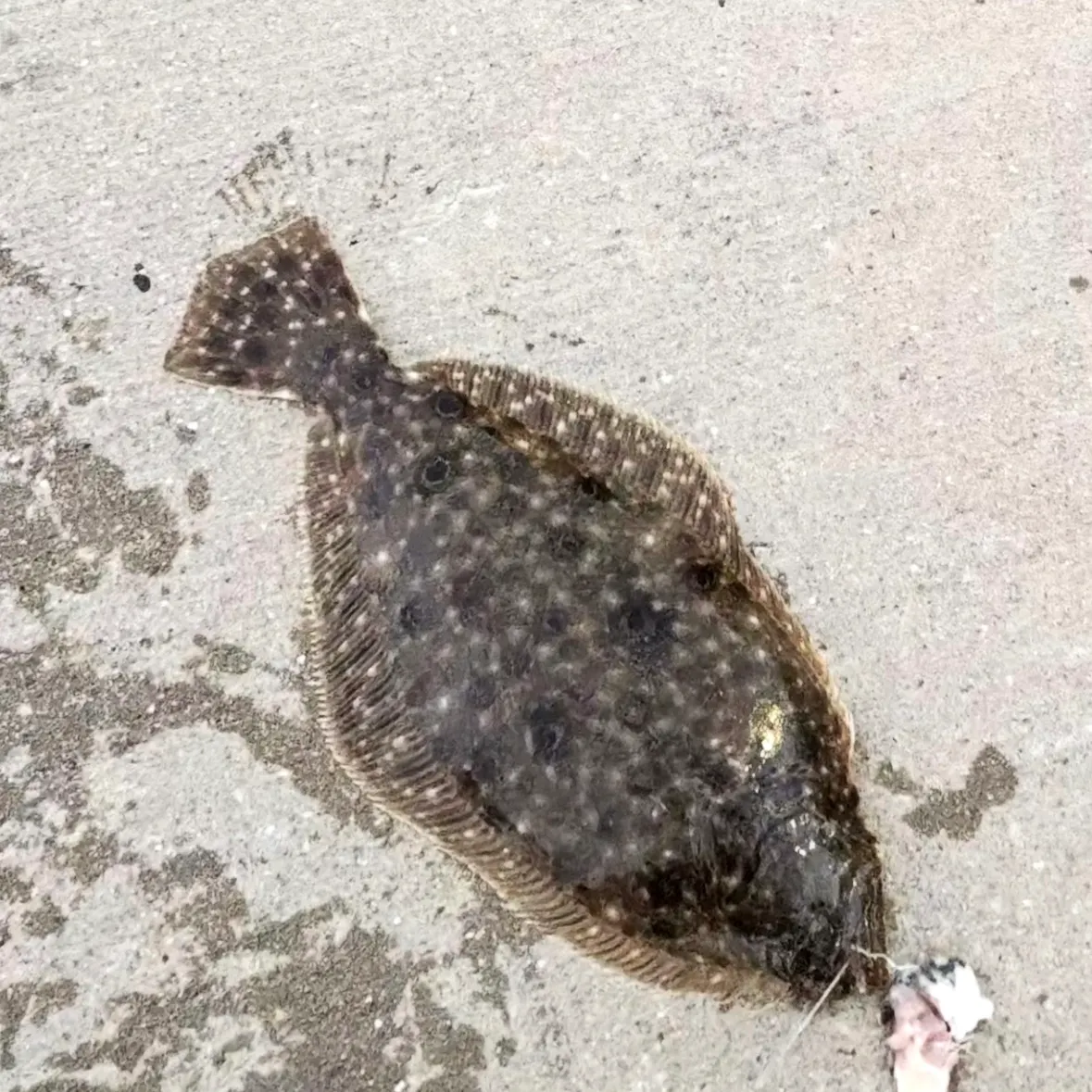 Summer flounder caught on Fishbrain
