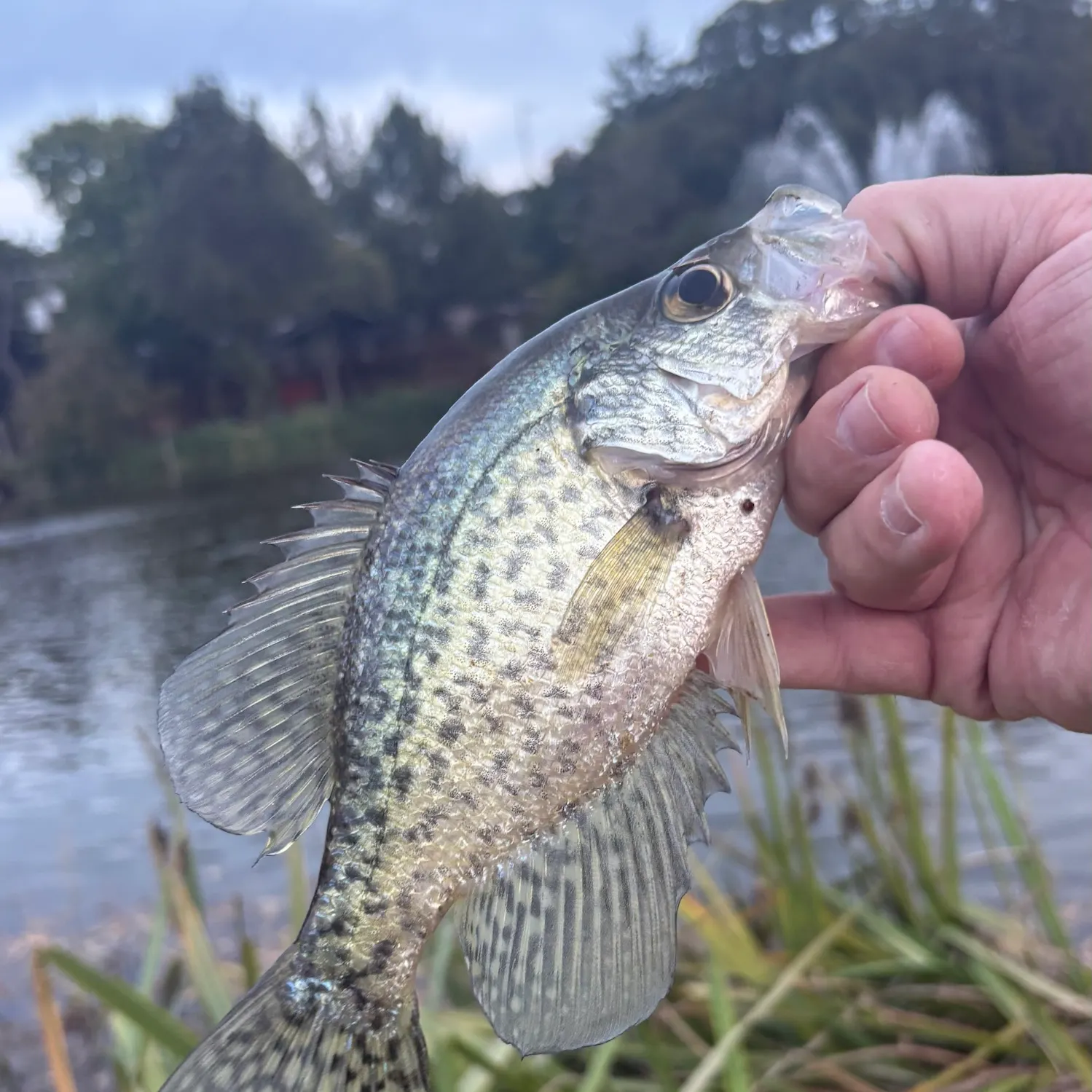 Black crappie caught on Fishbrain