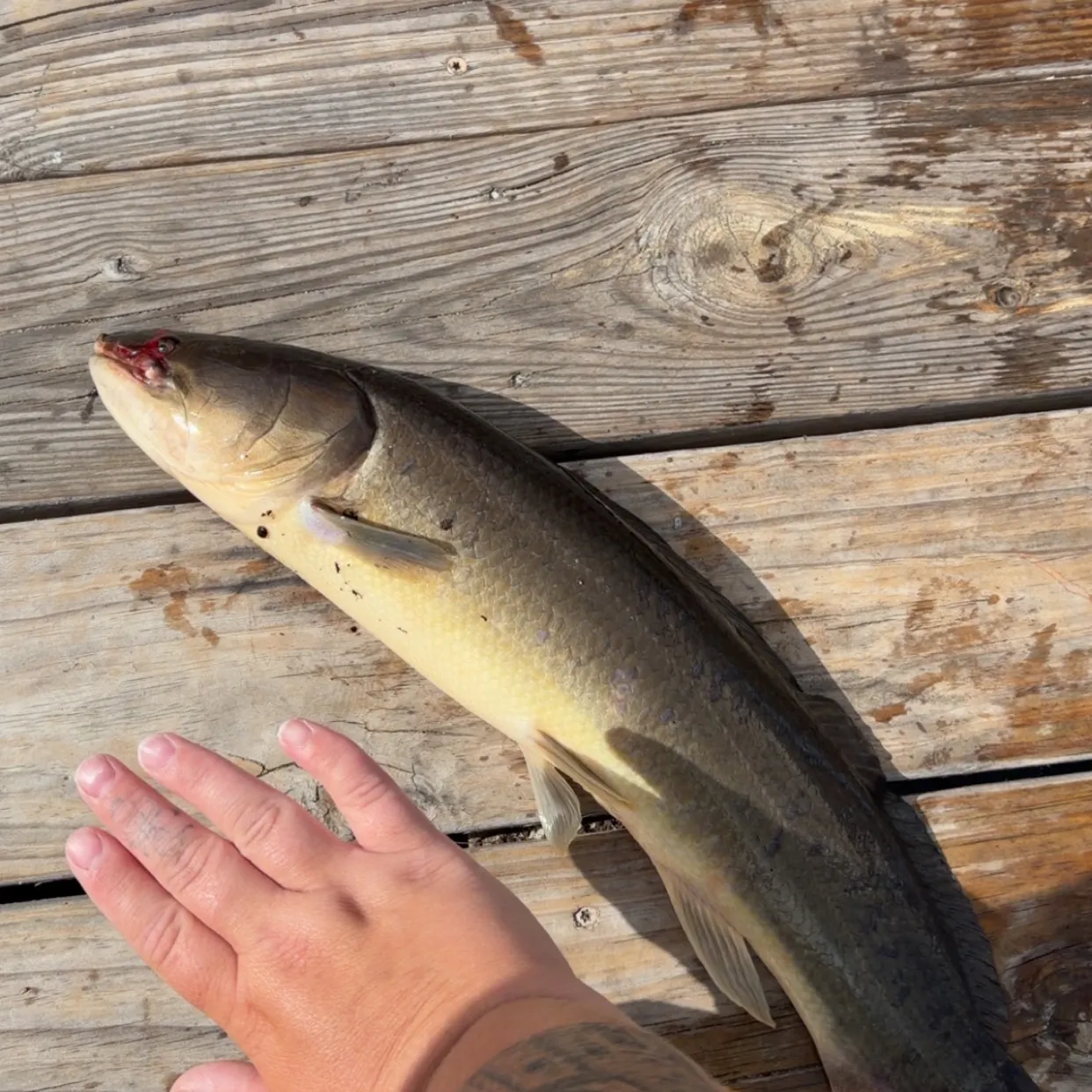 recently logged catches