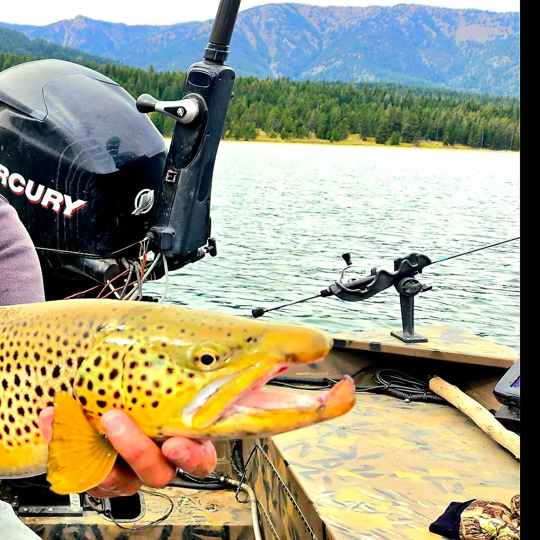 Brown trout caught on Fishbrain