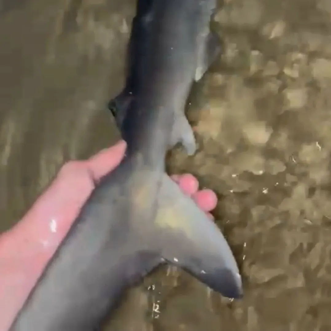 The most recent Copper shark catches on Fishbrain