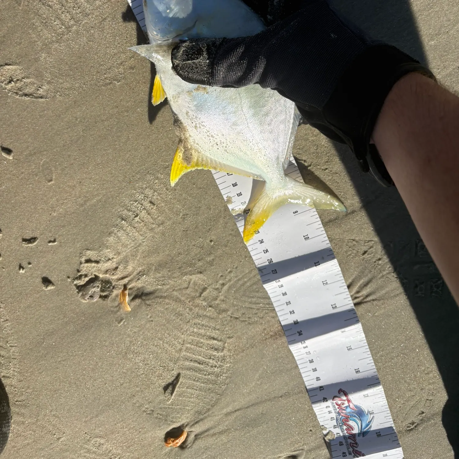 The most recent Florida pompano catches on Fishbrain