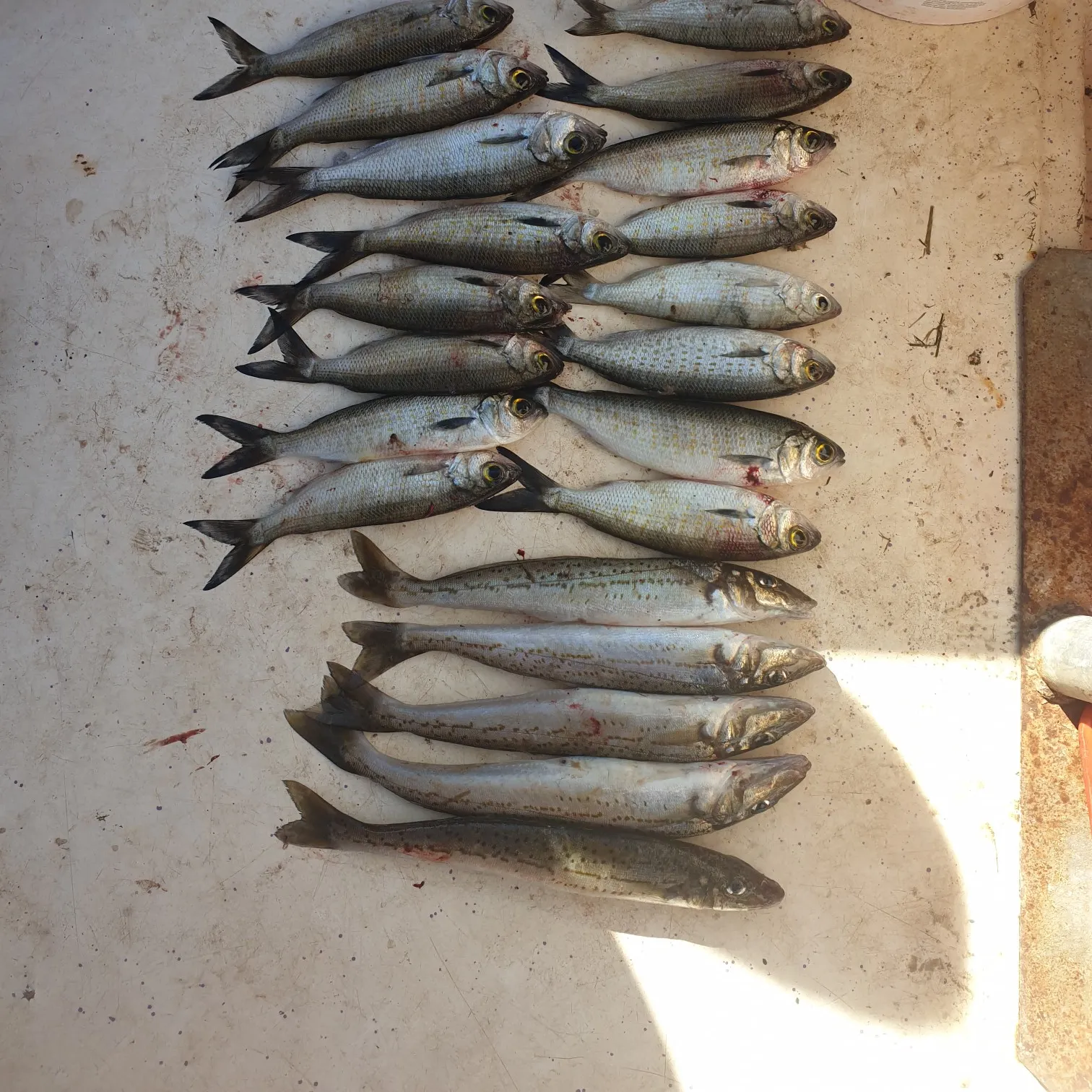 recently logged catches