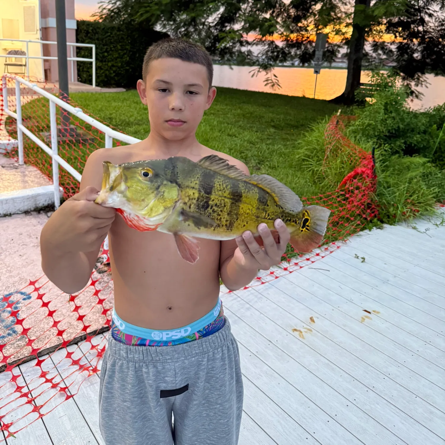 The most recent Butterfly peacock bass catches on Fishbrain