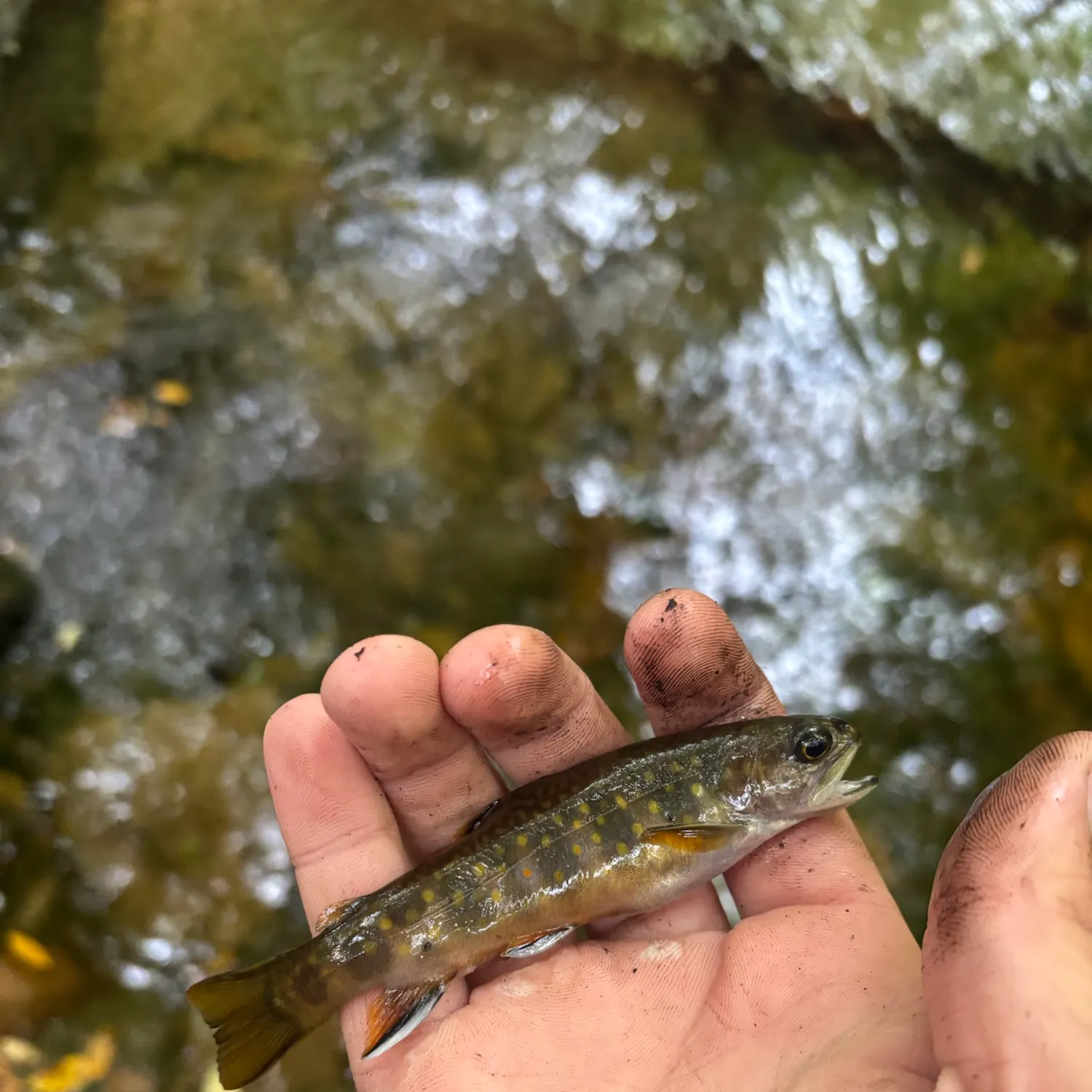 Brook trout caught on Fishbrain