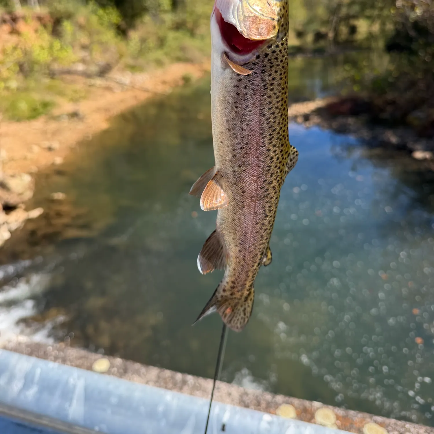 Rainbow trout caught on Fishbrain