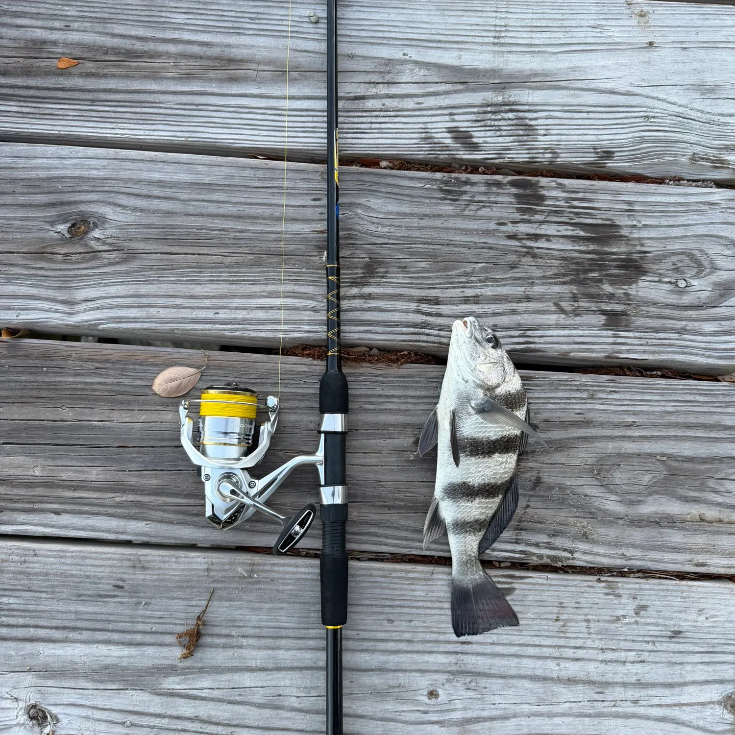 The most recent Black drum catches on Fishbrain