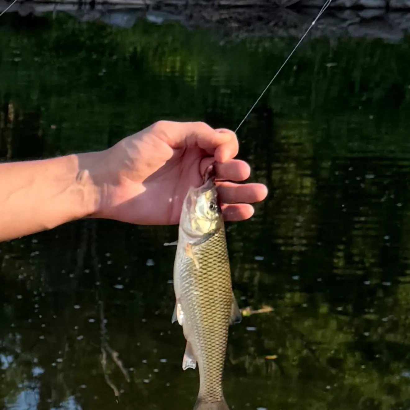 The most recent Hornyhead chub catches on Fishbrain