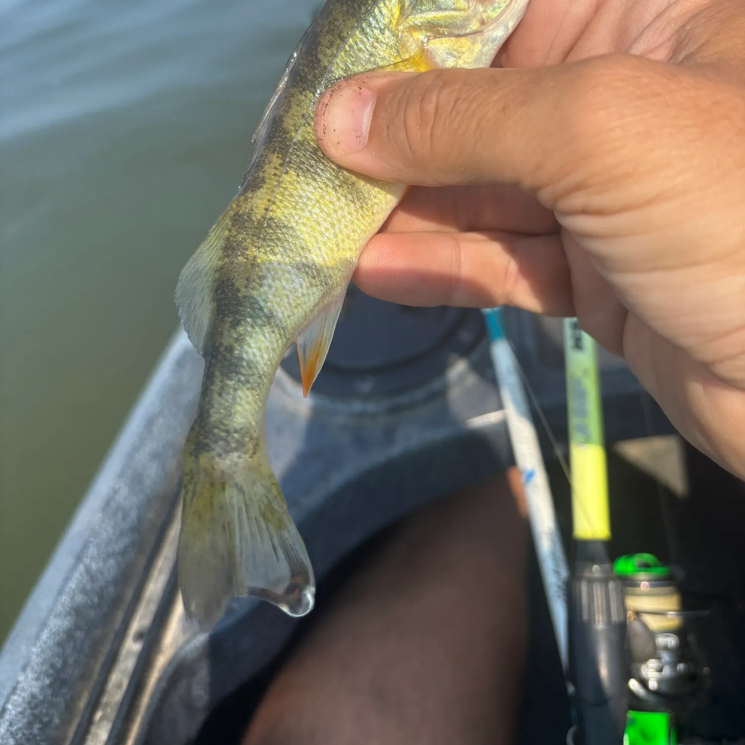 Yellow perch caught on Fishbrain