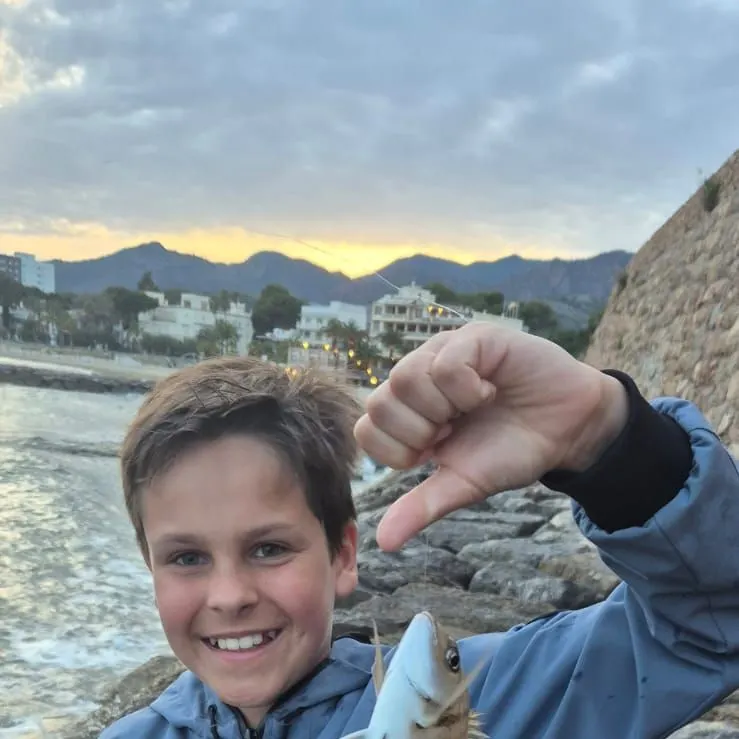 The most recent White seabream catches on Fishbrain