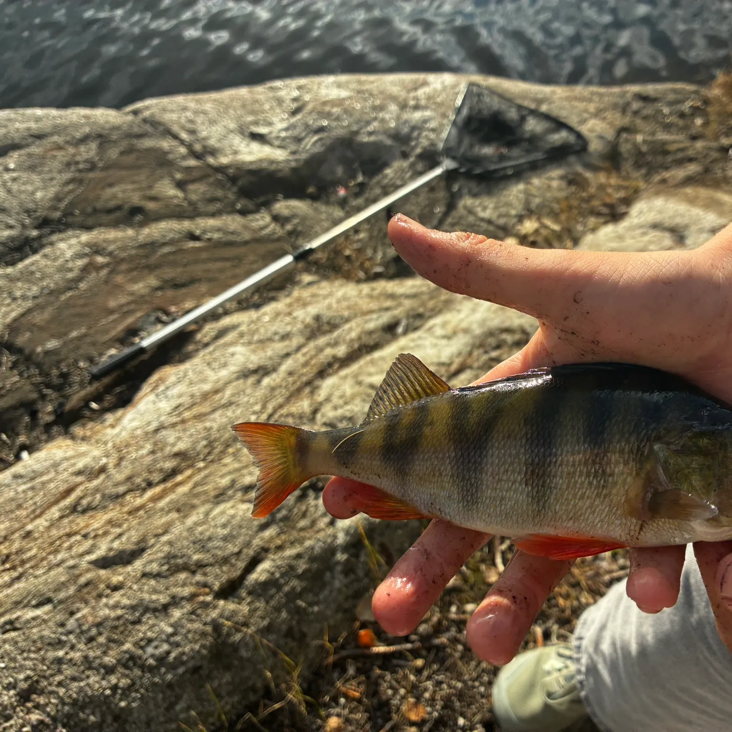 European perch caught on Fishbrain