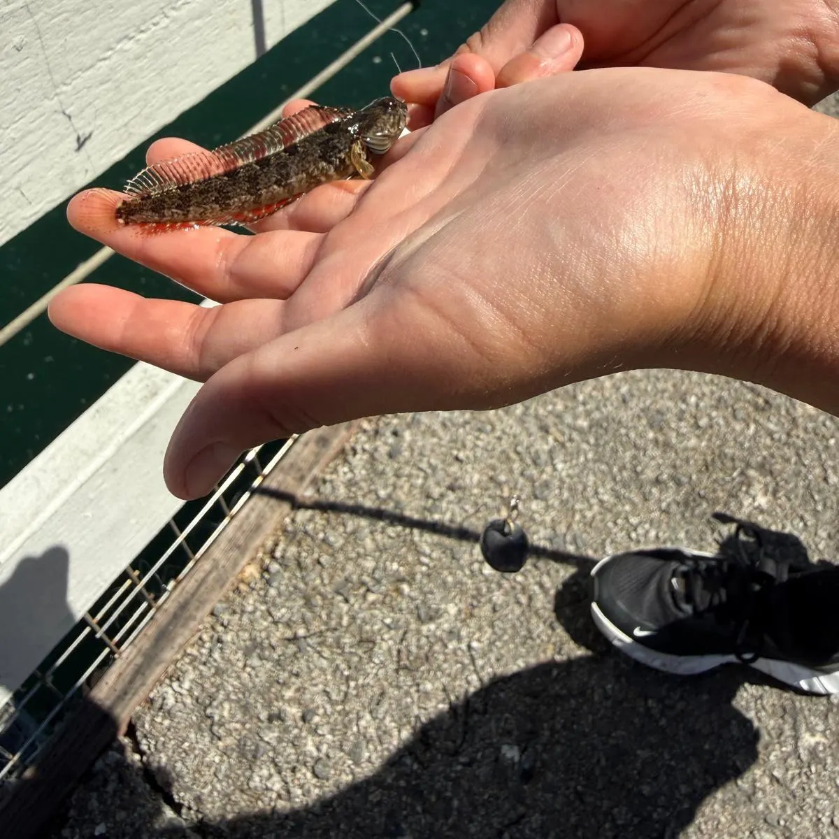 Onespot fringehead caught on Fishbrain