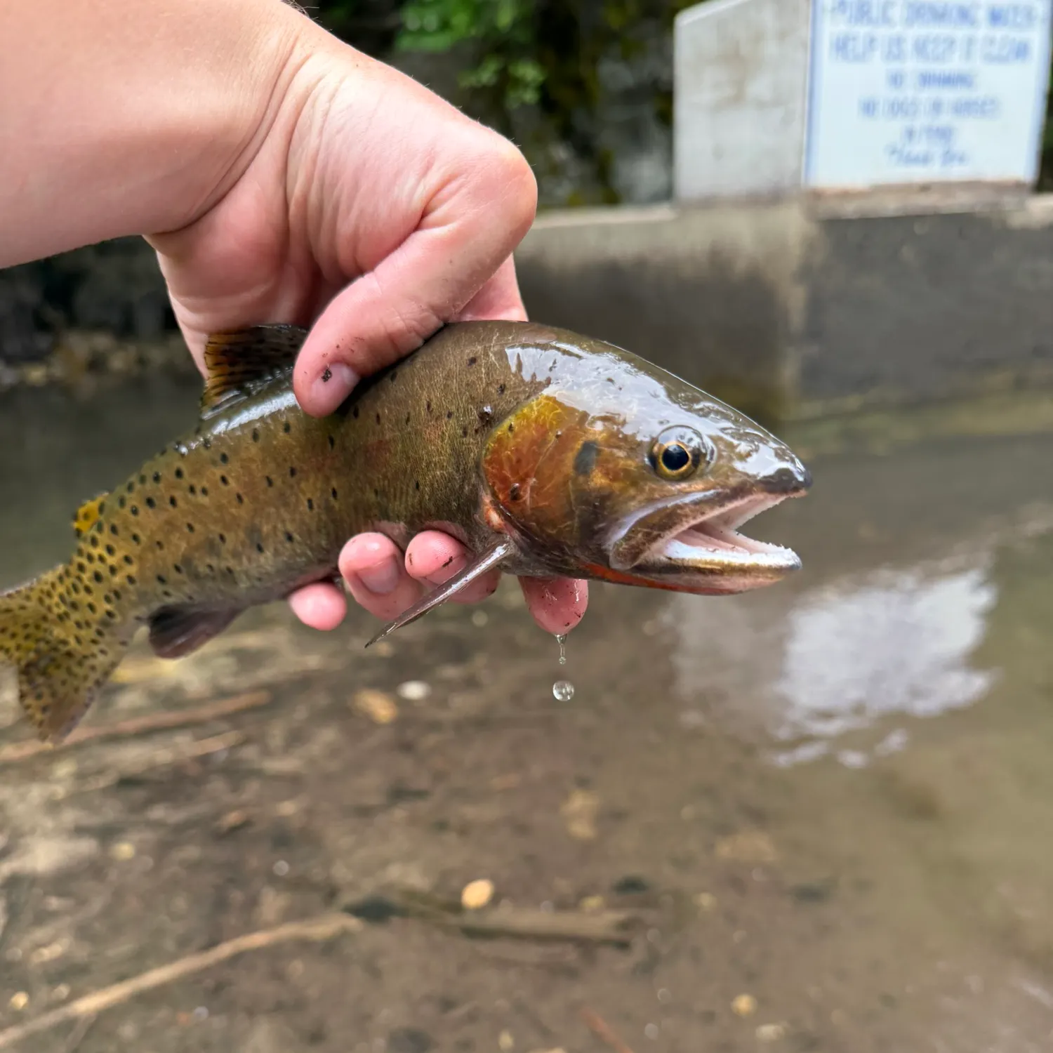 The most recent Bonneville cutthroat trout catches on Fishbrain