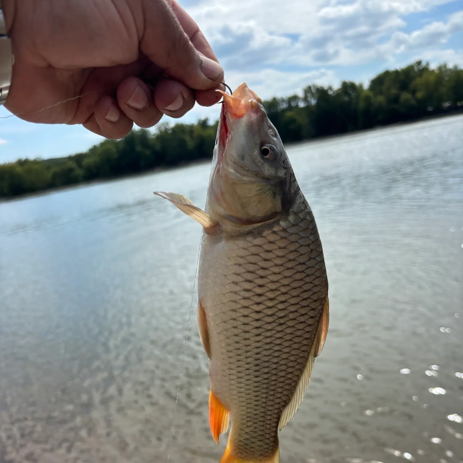 Common carp caught on Fishbrain