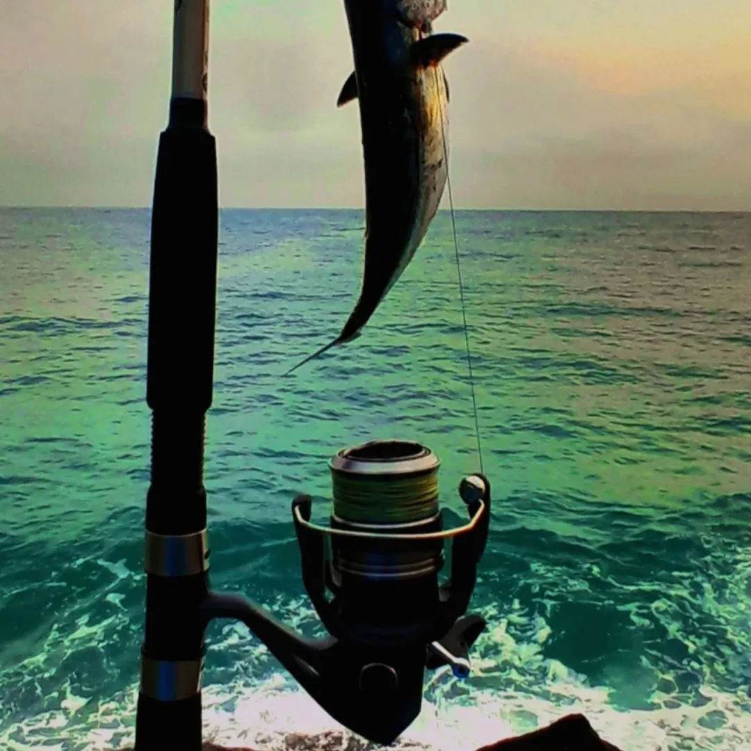 The most recent Skipjack tuna catches on Fishbrain