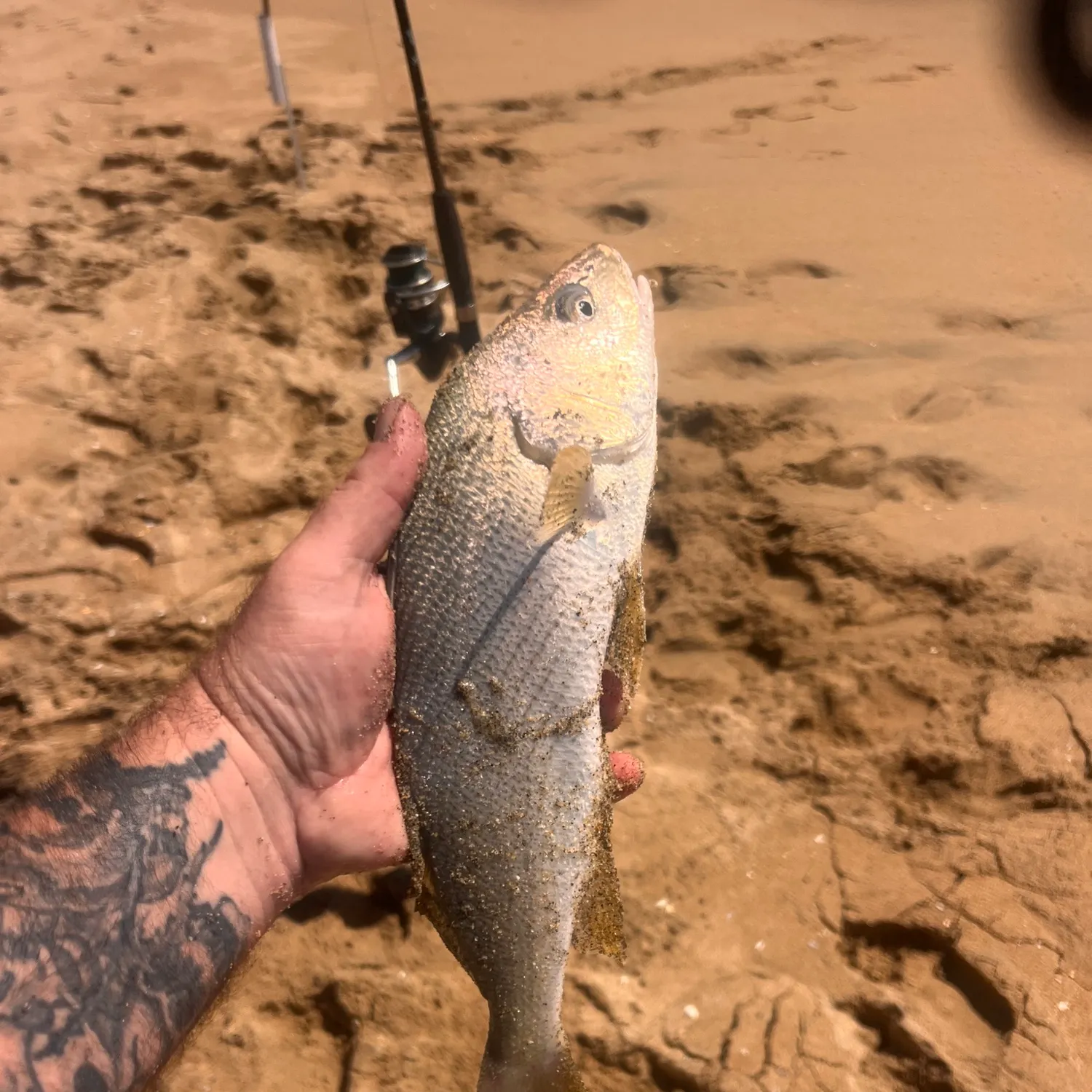 Yellowfin croaker caught on Fishbrain