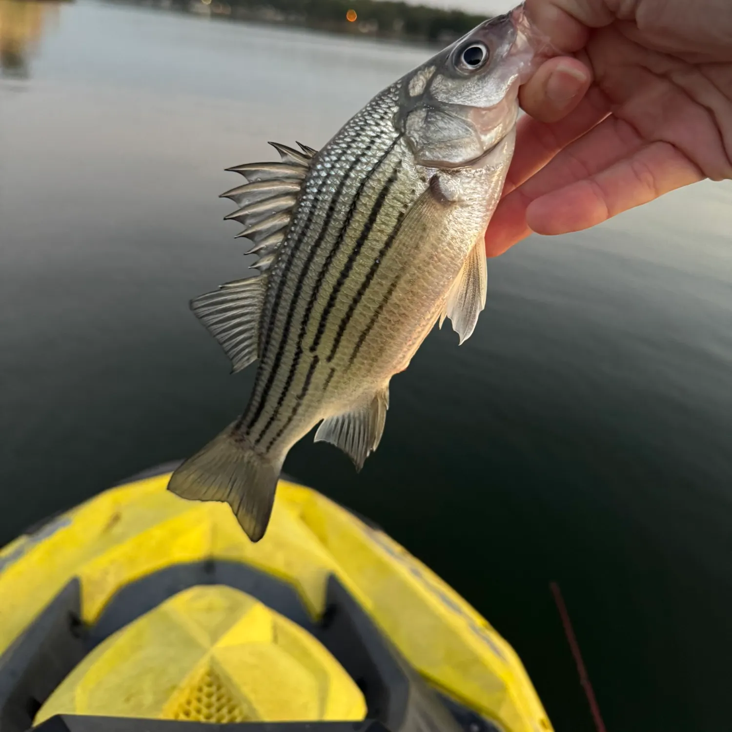 Yellow bass caught on Fishbrain