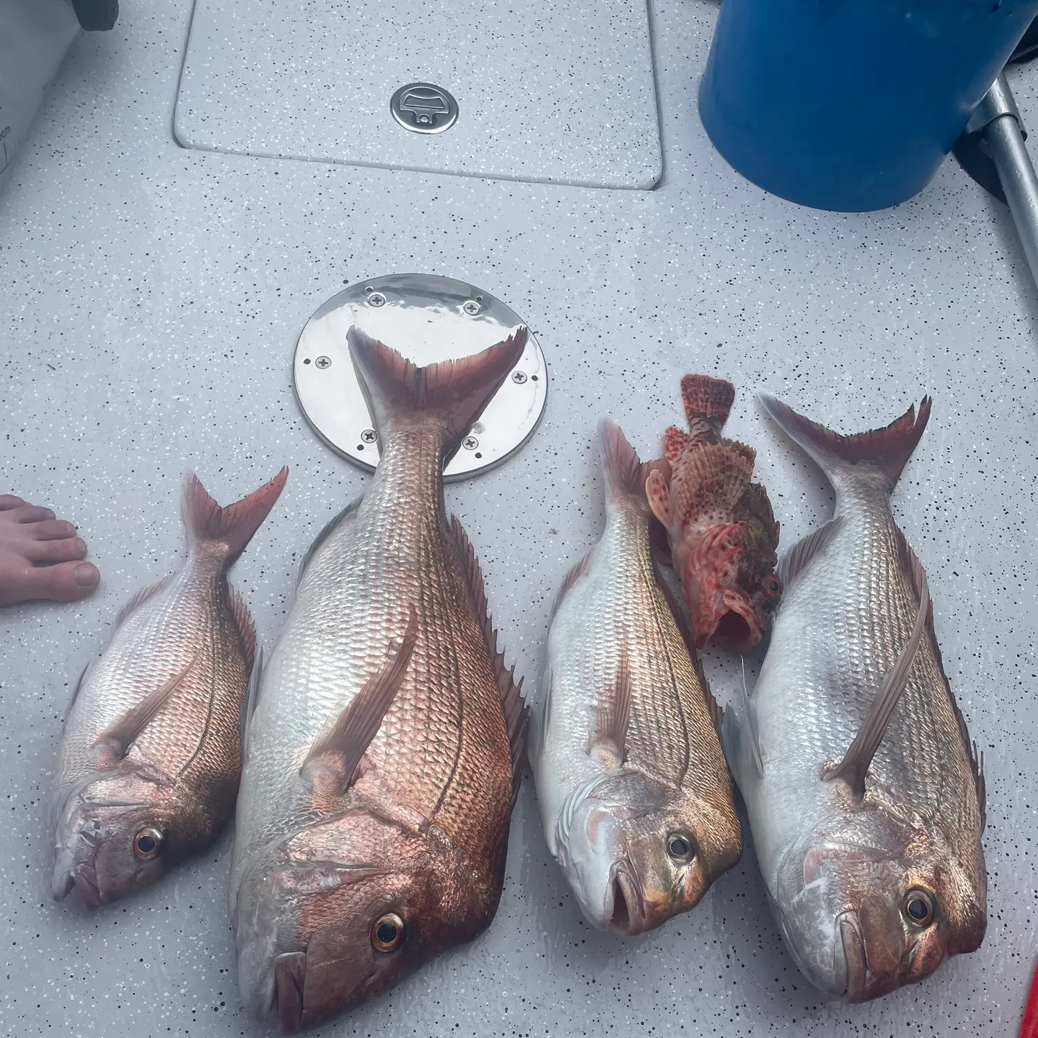 recently logged catches