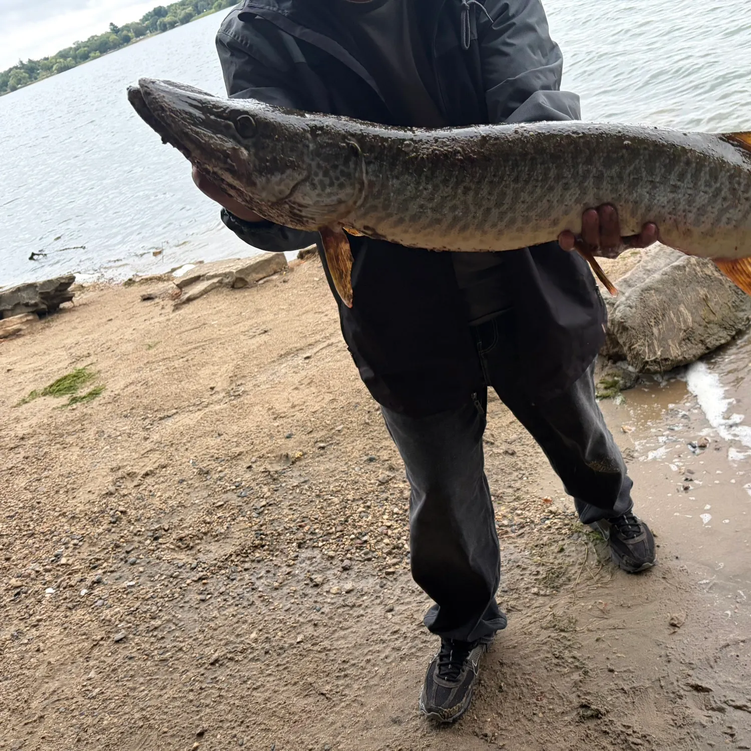The most recent Muskie catches on Fishbrain