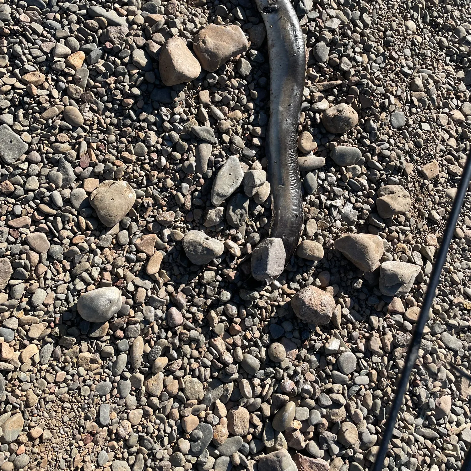 The most recent Giant mottled eel catches on Fishbrain
