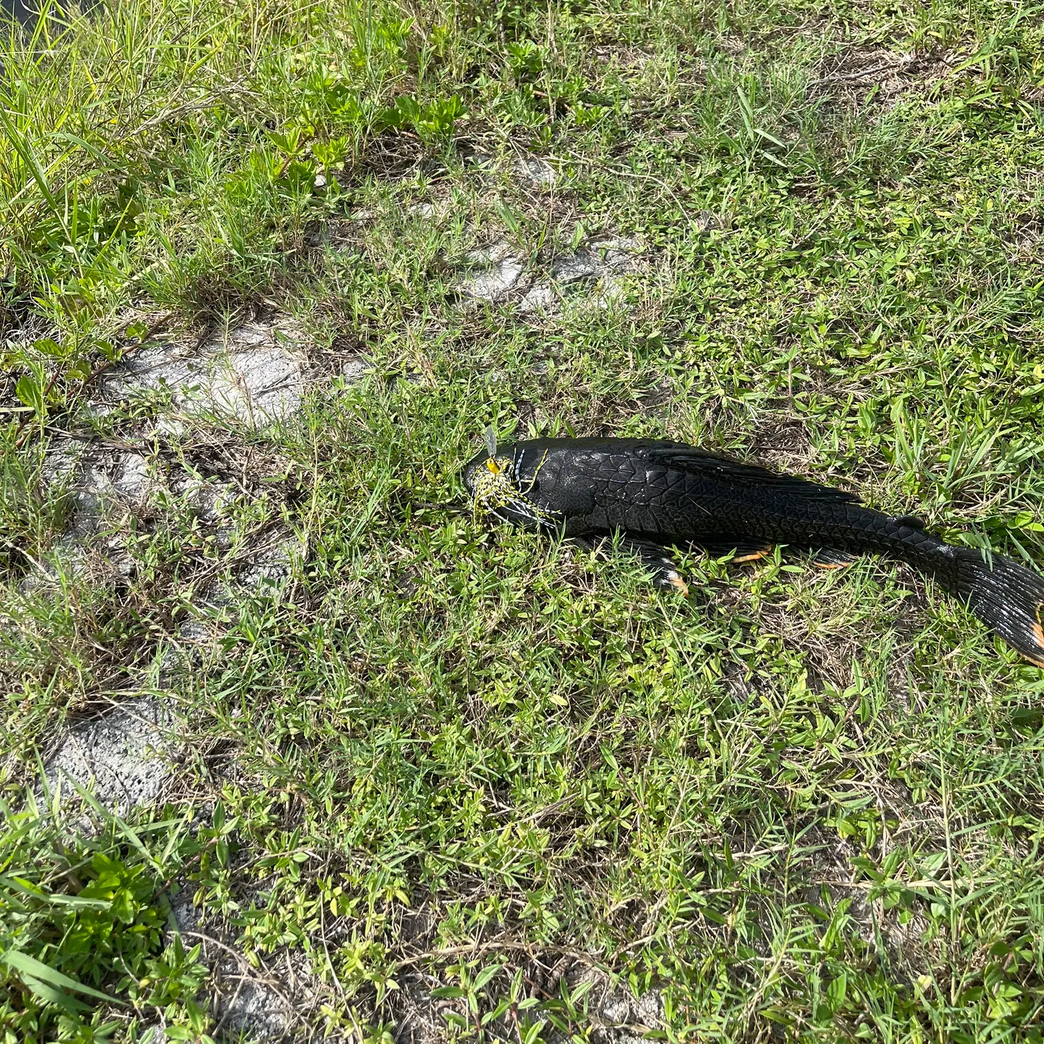 Suckermouth catfish caught on Fishbrain