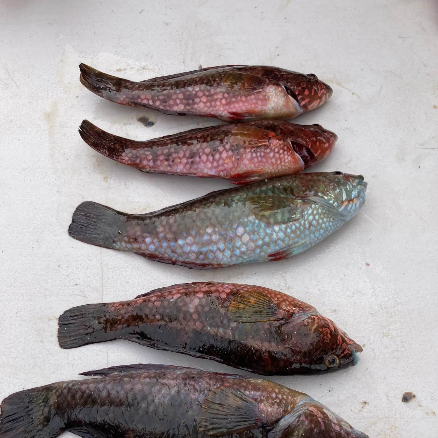recently logged catches