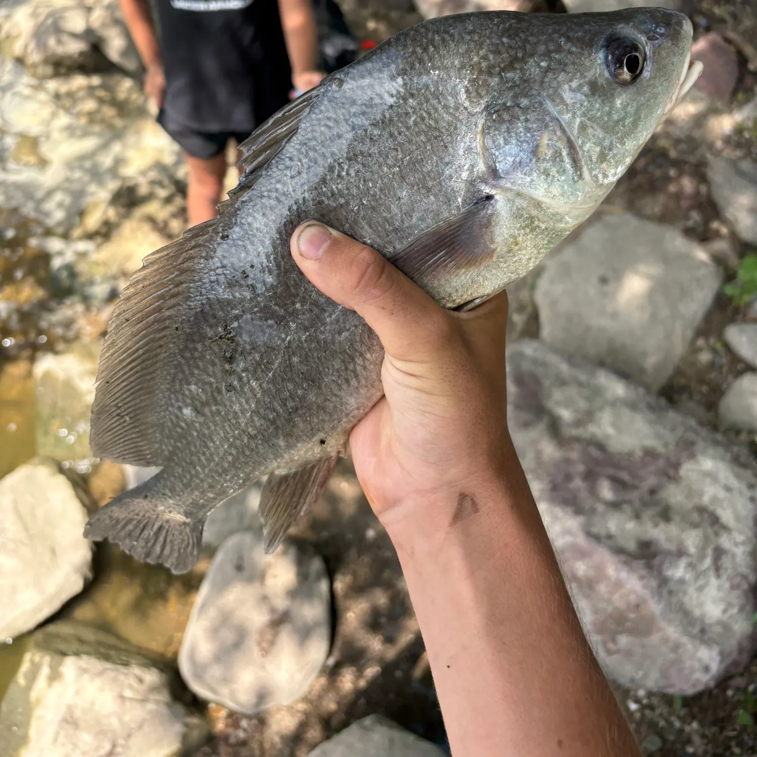 The most recent Dewfish catches on Fishbrain