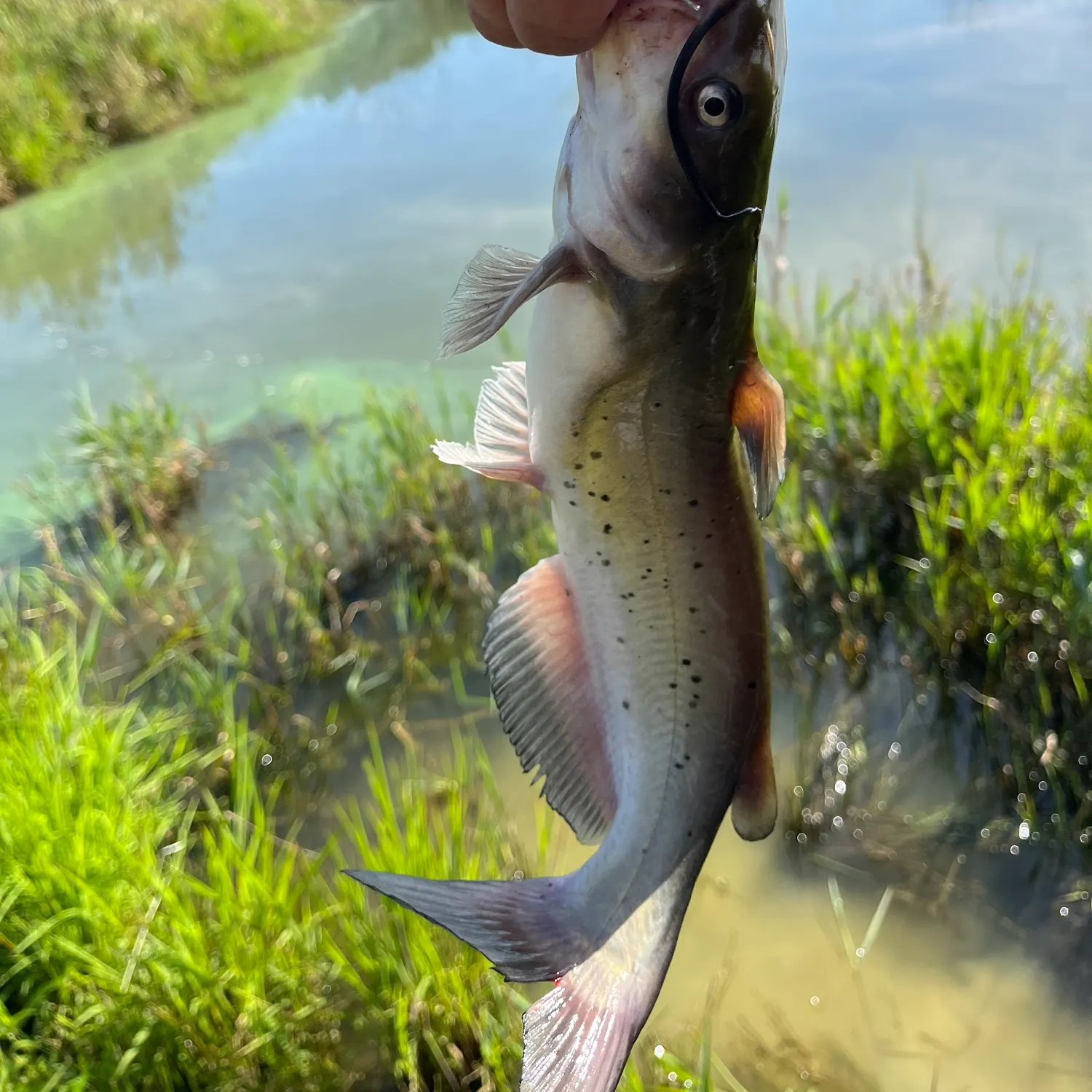 Channel catfish caught on Fishbrain