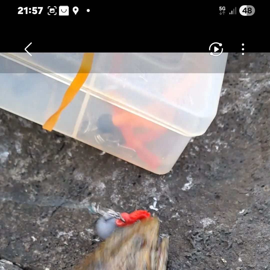 The most recent Inshore lizardfish catches on Fishbrain