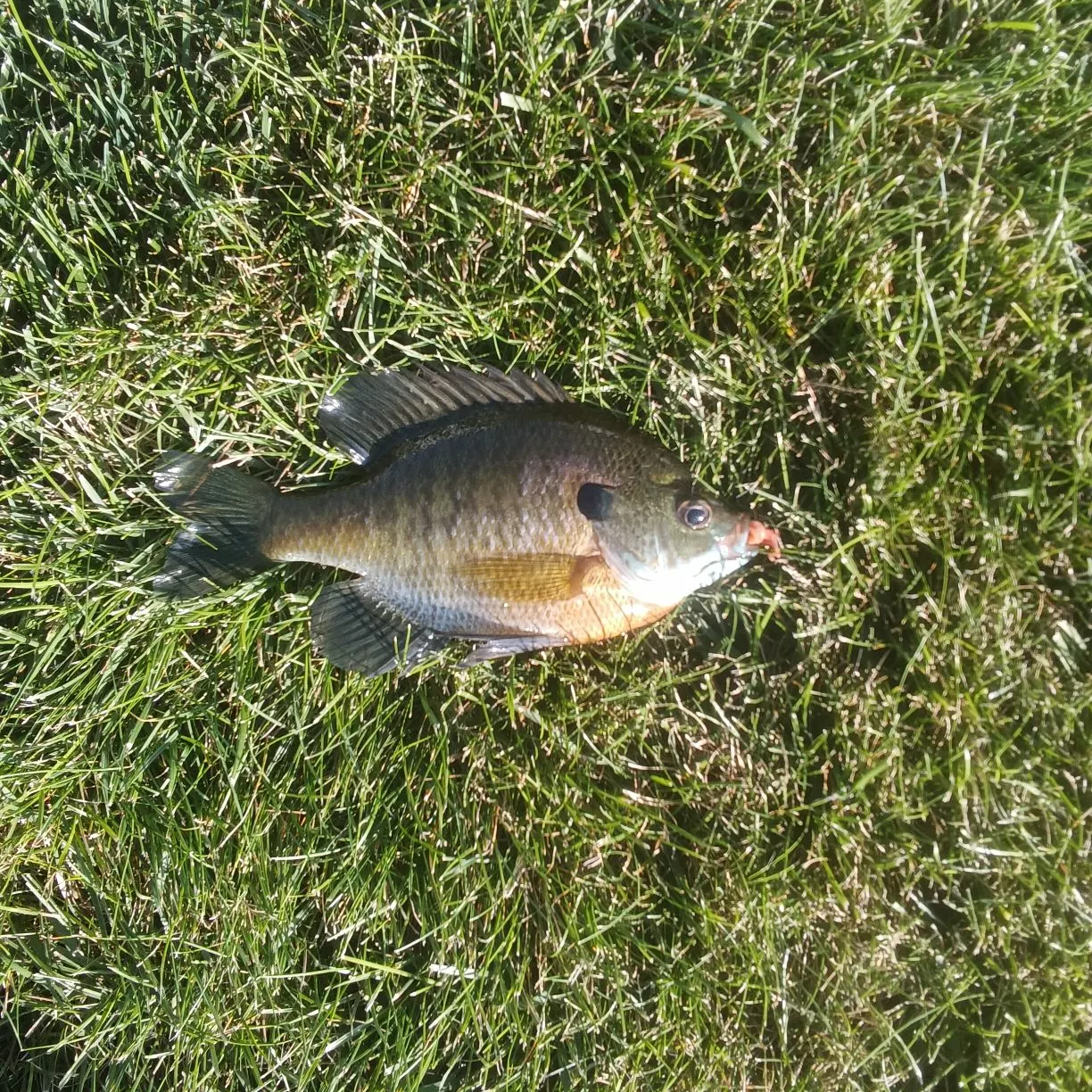 Bluegill caught on Fishbrain