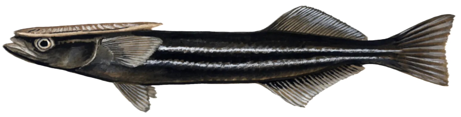 Common remora