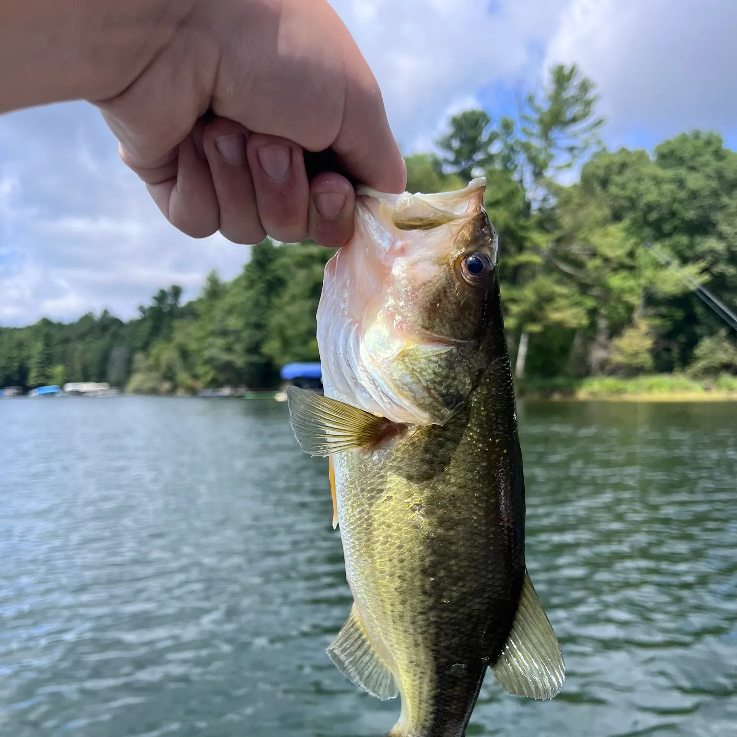 Largemouth bass caught on Fishbrain