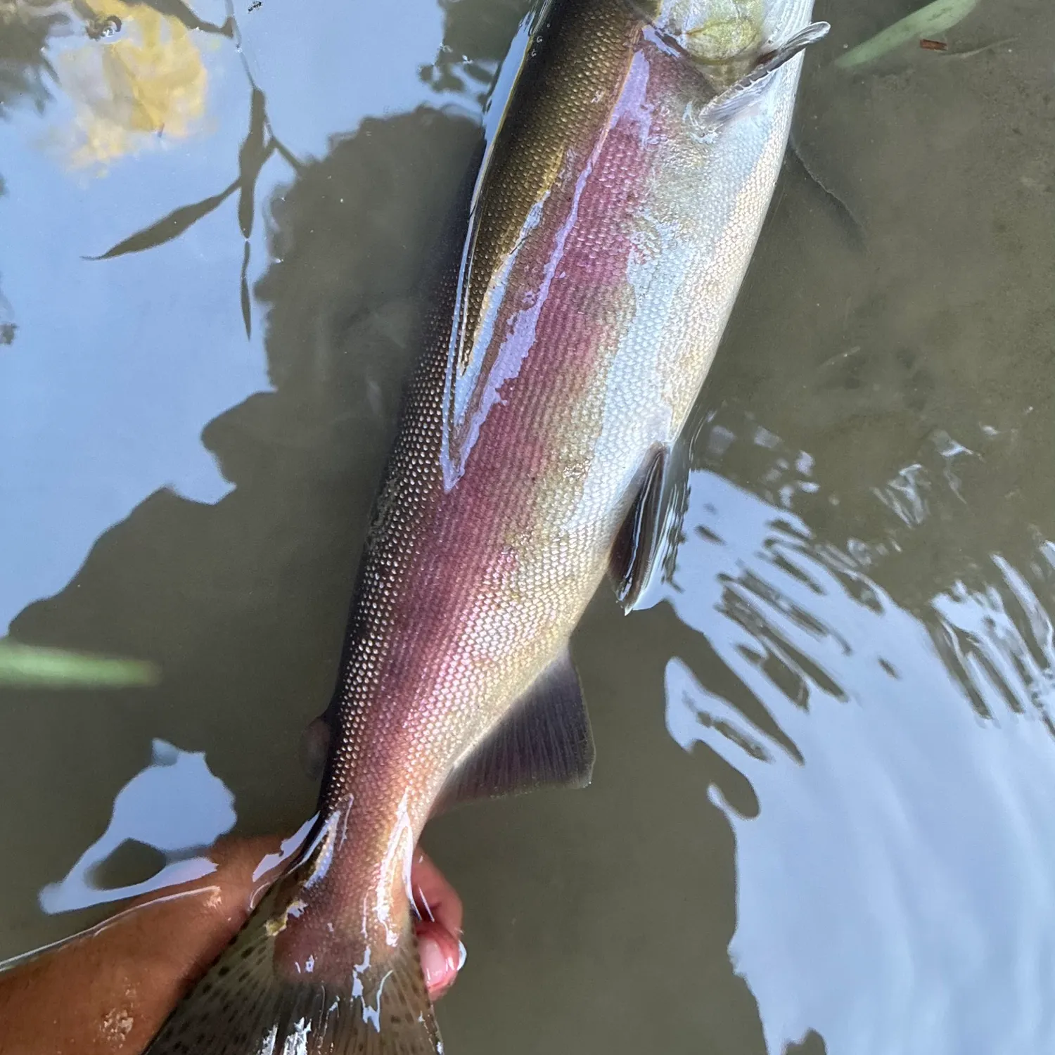 Sockeye salmon caught on Fishbrain