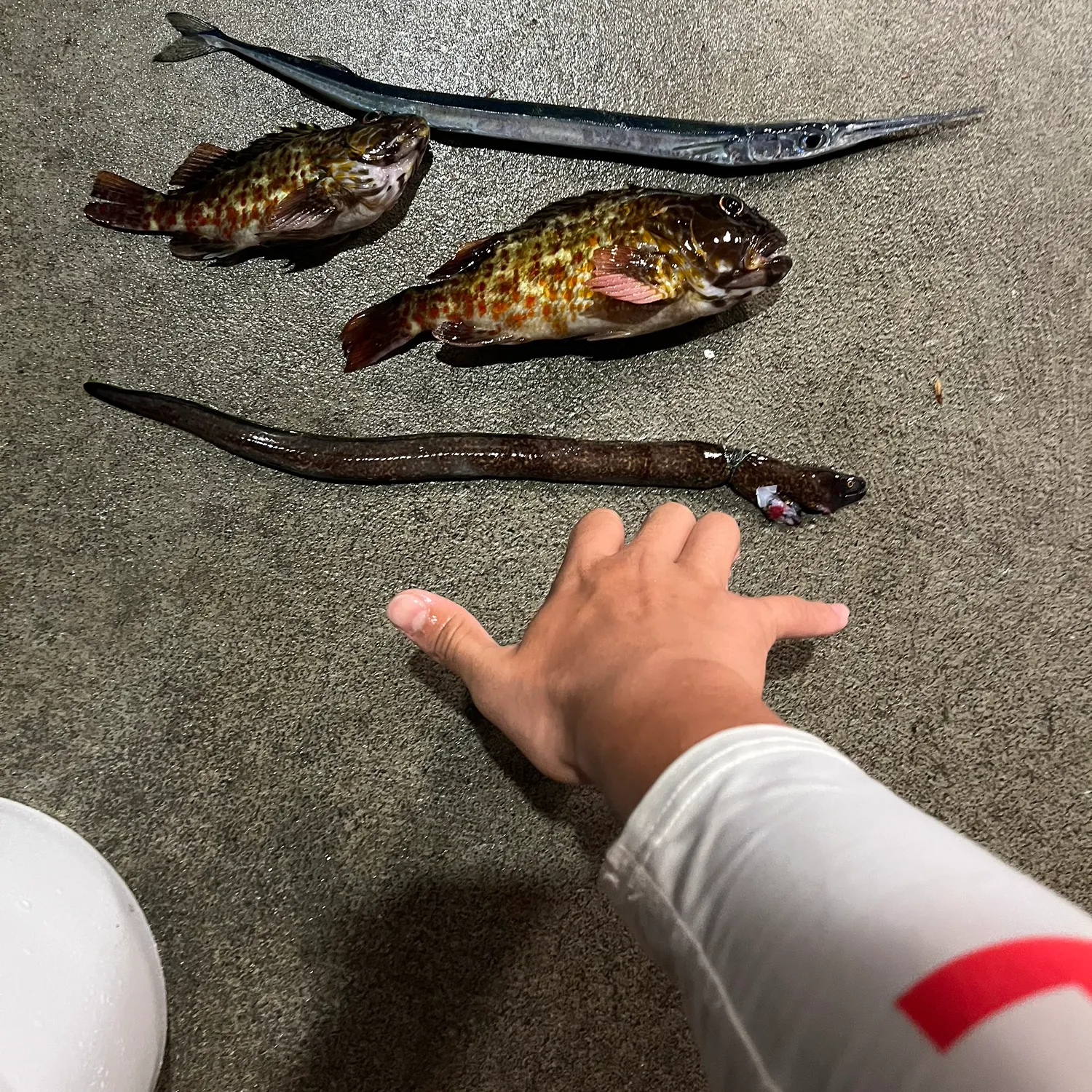 recently logged catches