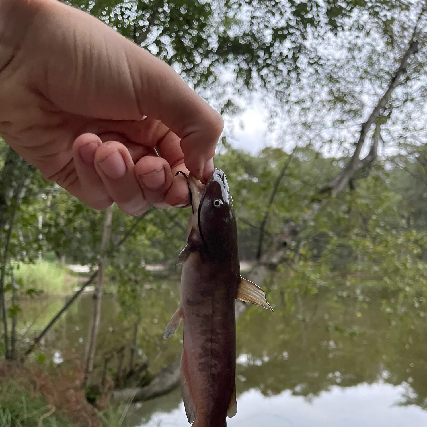 Brown bullhead caught on Fishbrain