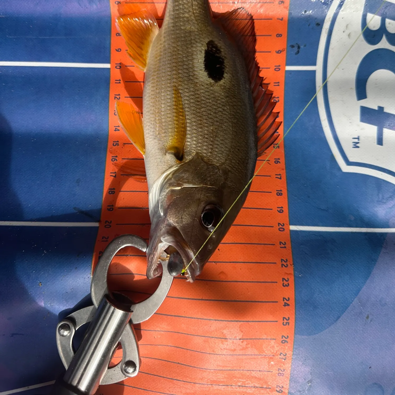 The most recent Moses perch catches on Fishbrain