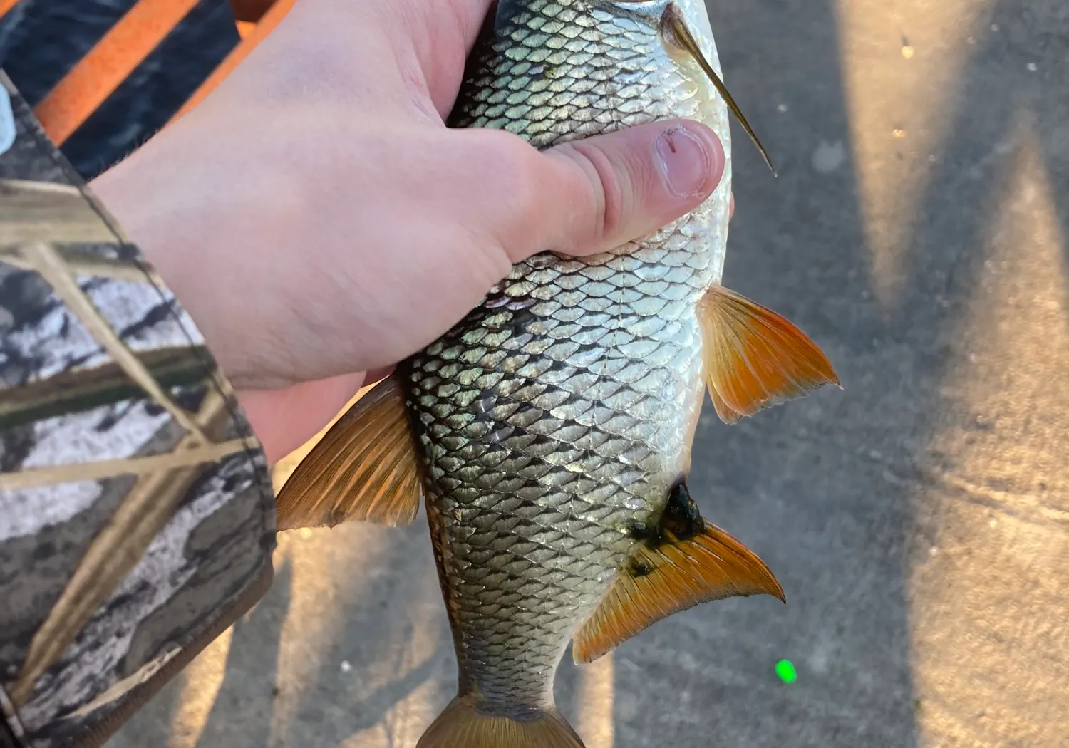 Golden shiner