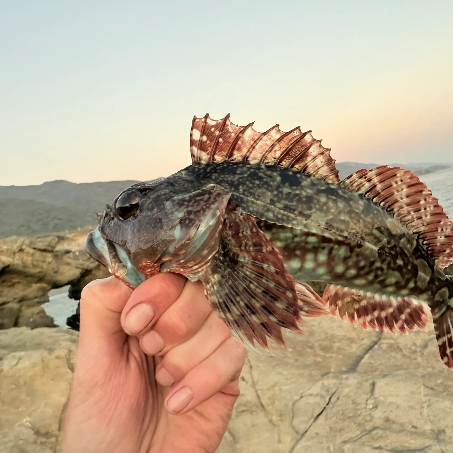 The most recent Cabezon catches on Fishbrain
