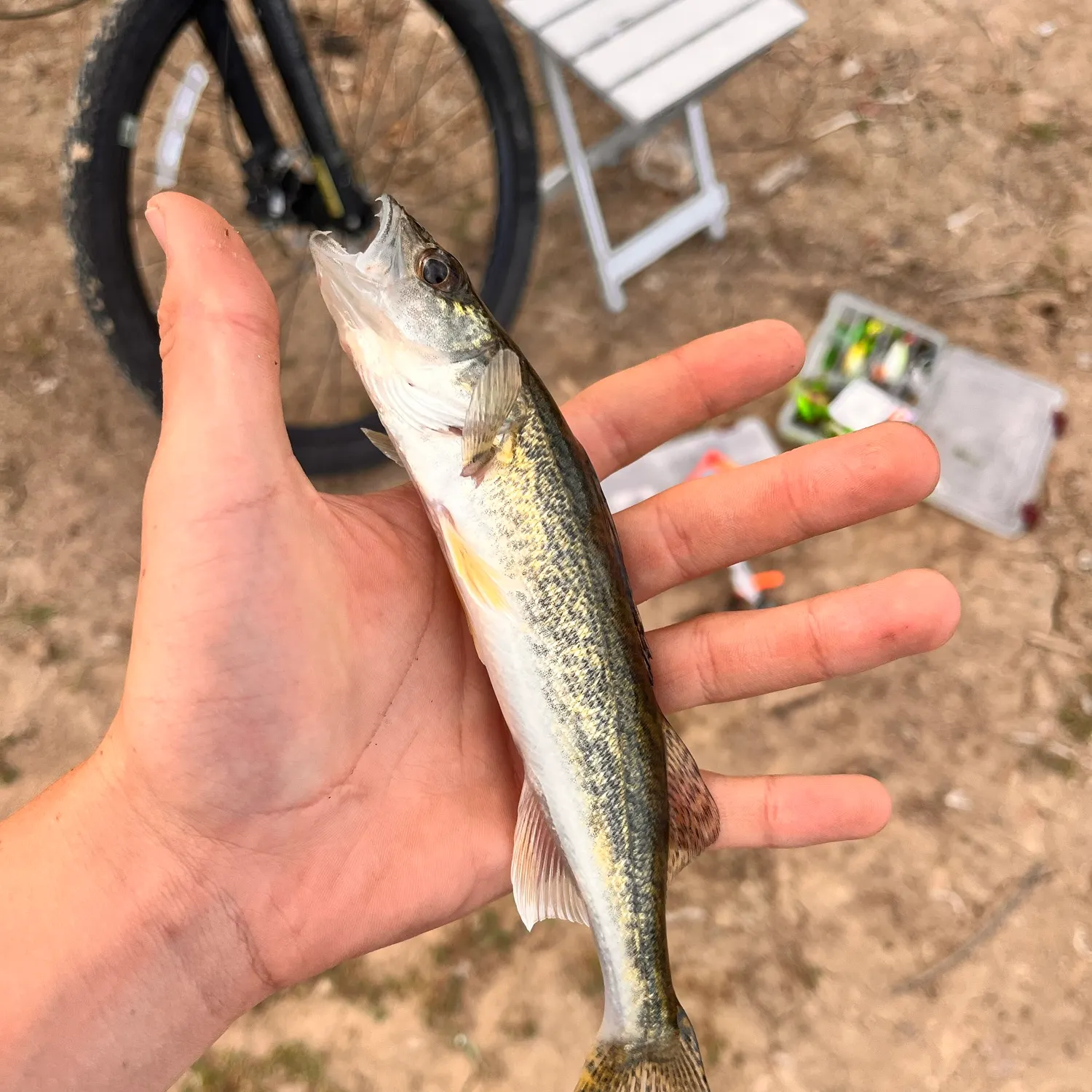 Walleye caught on Fishbrain