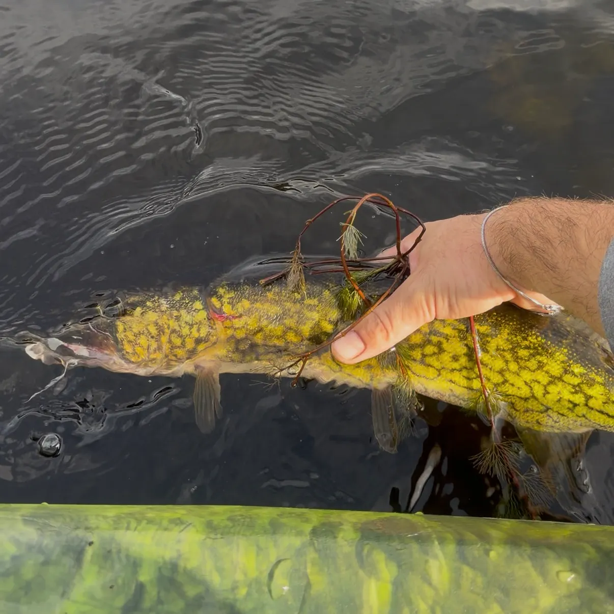 Chain pickerel caught on Fishbrain