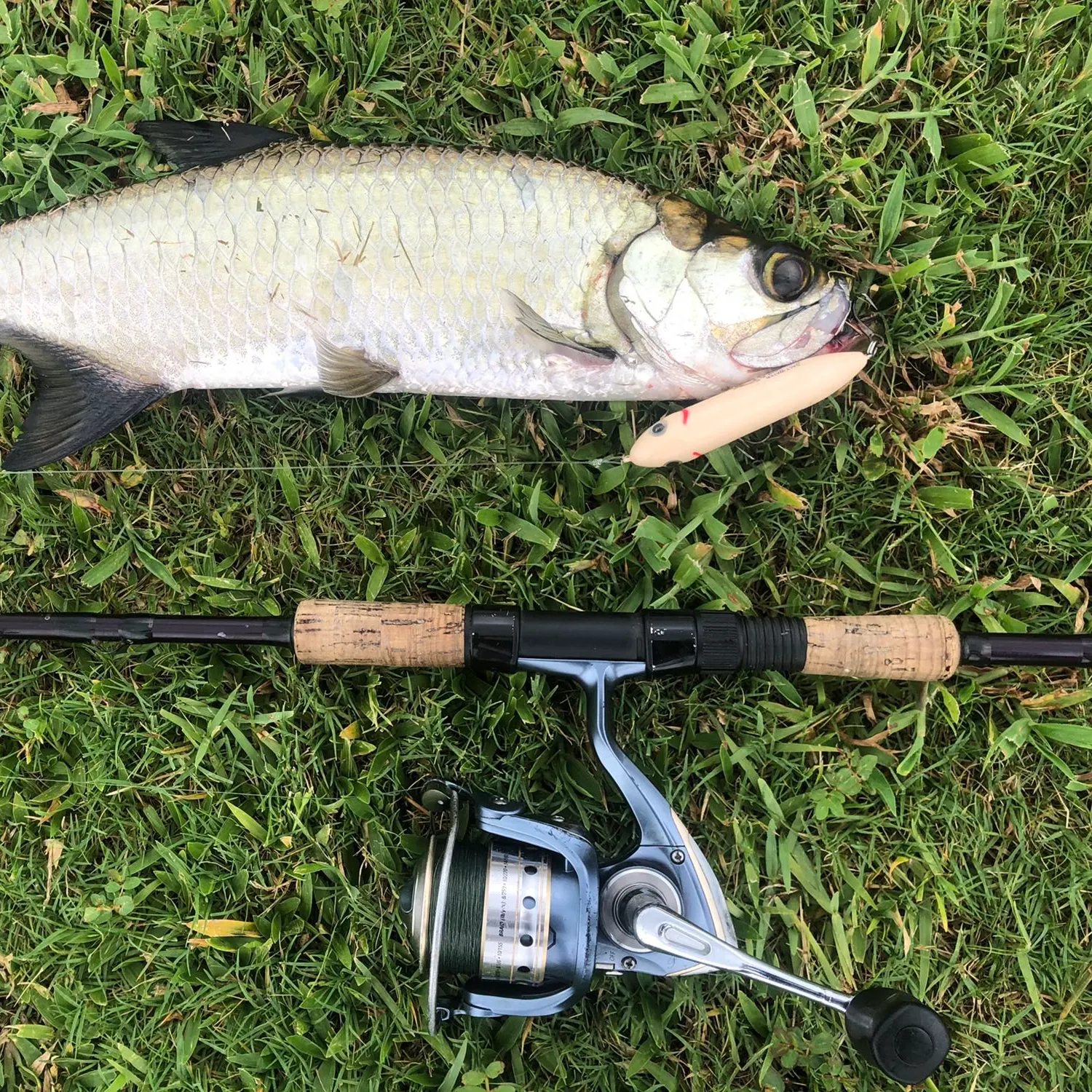 angler catch